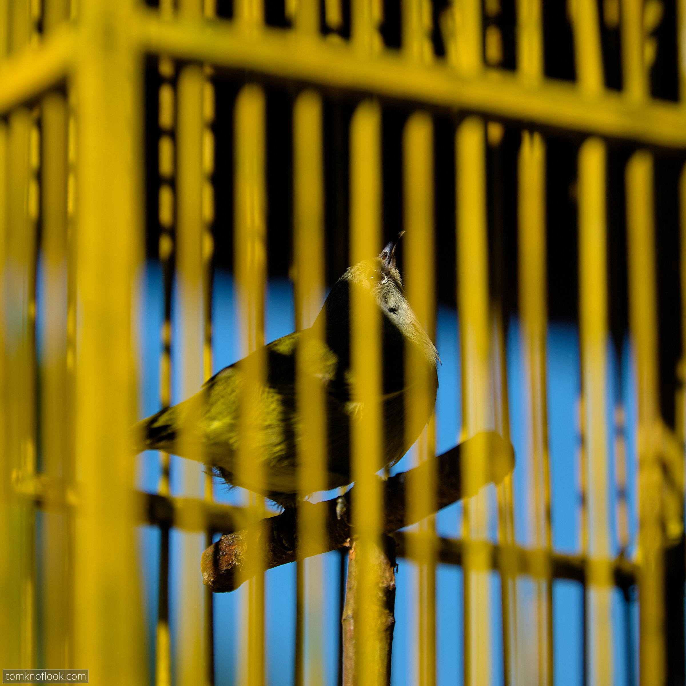 Yellow birdcage